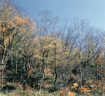 野登山のブナ林