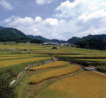 坂棚田